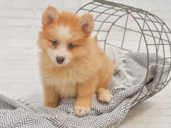 Pomsky 2nd Gen-DOG-Female-Chocolate Merle-35018-Petland Novi, Michigan