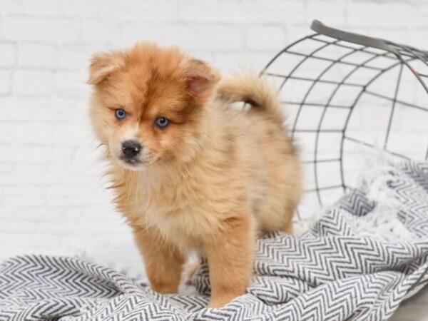 Pomsky 2nd Gen-DOG-Female-Blue Merle, Chocolate Ovrly-35019-Petland Novi, Michigan