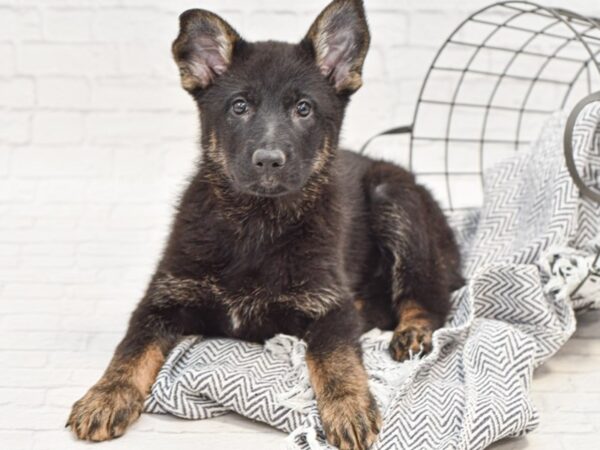 German Shepherd DOG Female Black & Tan 35021 Petland Novi, Michigan