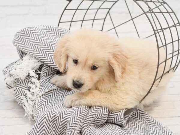 Golden Retriever-DOG-Male-Gold-35022-Petland Novi, Michigan