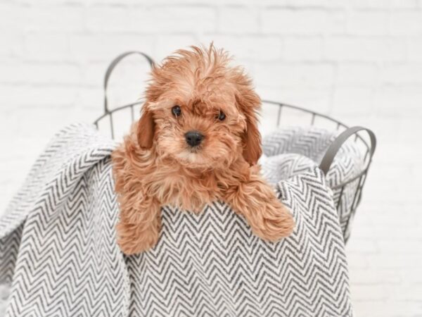 Cavapoo-DOG-Female-Ruby-35023-Petland Novi, Michigan