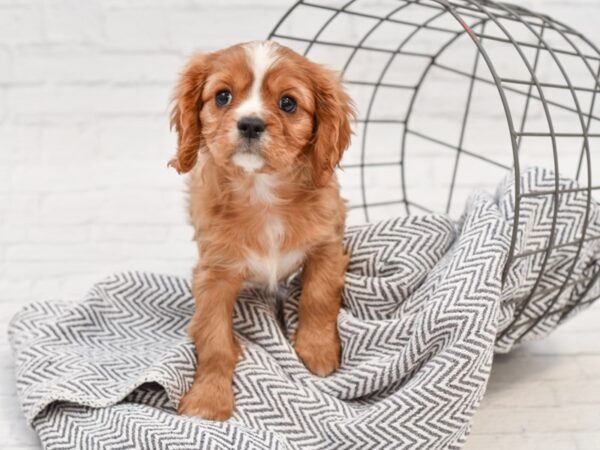 Cavalier King Charles Spaniel DOG Male Ruby 35024 Petland Novi, Michigan