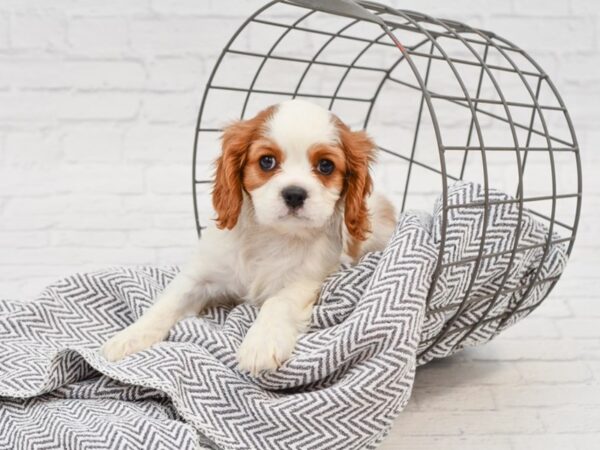 Cavalier King Charles Spaniel-DOG-Male-Blenheim-35025-Petland Novi, Michigan