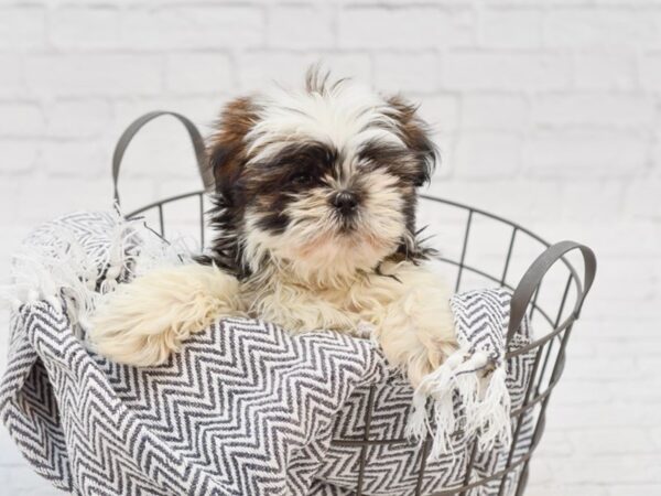 Shih Tzu-DOG-Male-Brindle & White-35026-Petland Novi, Michigan