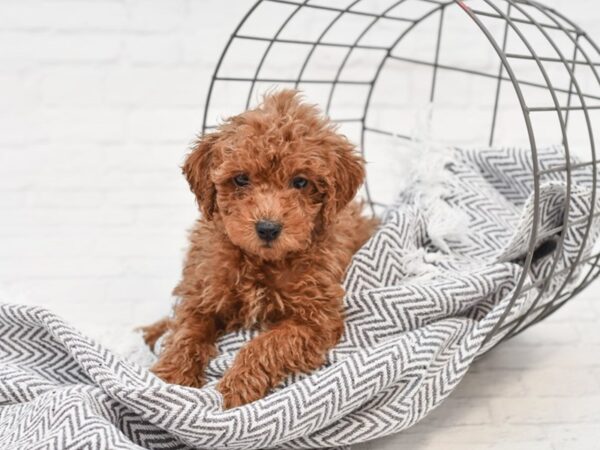 Poodle-DOG-Female-Red-35020-Petland Novi, Michigan