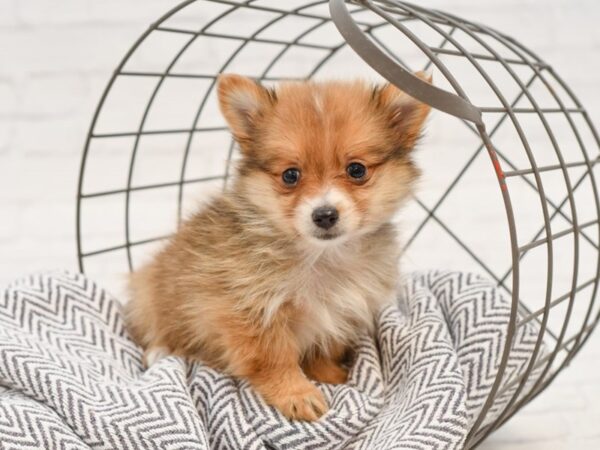 Pomeranian-DOG-Female-Red Sable-35027-Petland Novi, Michigan