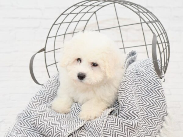 Bichon Frise DOG Male White 35002 Petland Novi, Michigan