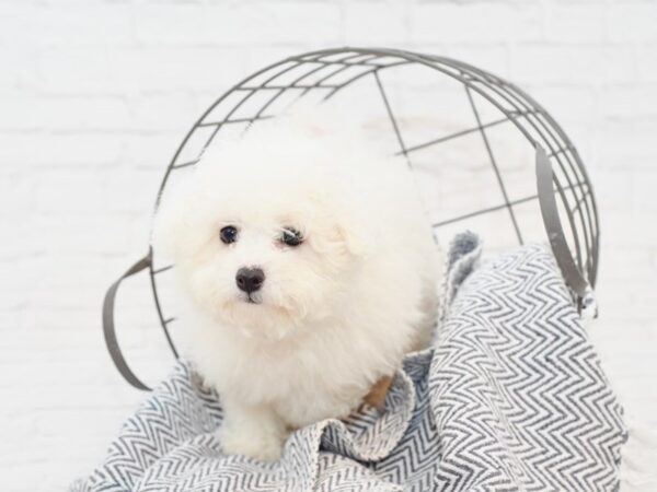 Bichon Frise-DOG-Female-White-35003-Petland Novi, Michigan