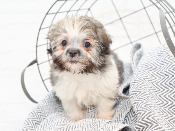 Havanese DOG Male Sable / White 35004 Petland Novi, Michigan