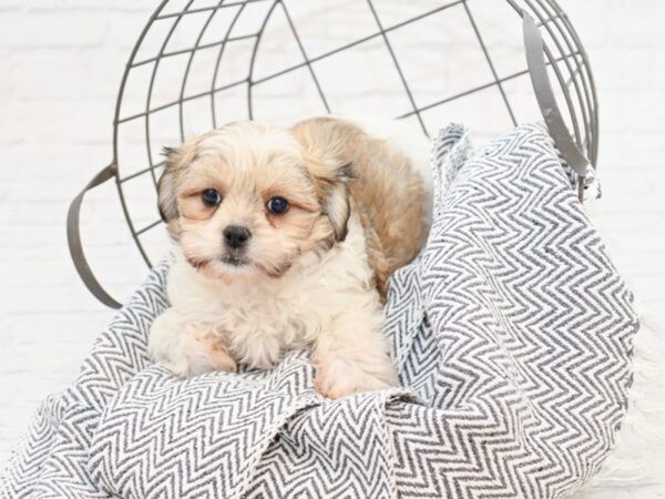 Havachon-DOG-Female-Sable / White-35005-Petland Novi, Michigan