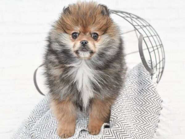 Pomeranian-DOG-Male-Sable-35006-Petland Novi, Michigan