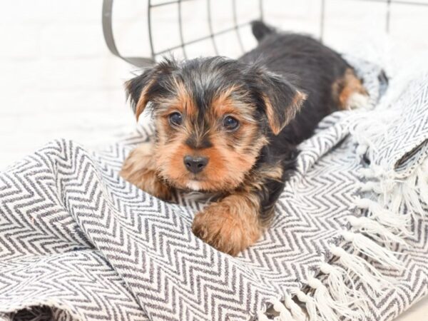 Yorkshire Terrier DOG Male BLK TAN 35037 Petland Novi, Michigan