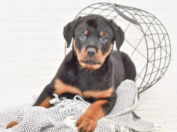 Rottweiler-DOG-Male-Black & Tan-35033-Petland Novi, Michigan