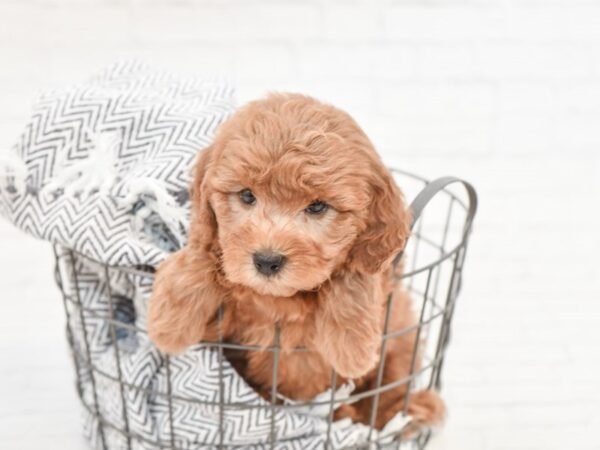 F2 MINI GOLDENDOODLE-DOG-Female-Red-35034-Petland Novi, Michigan