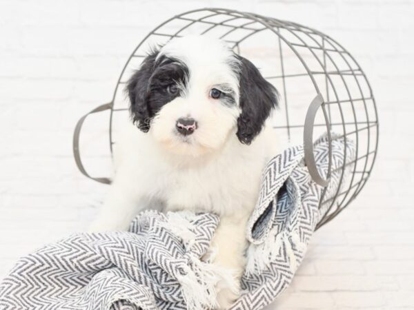 Portuguese Water Dog-DOG-Male-Black & White-35035-Petland Novi, Michigan