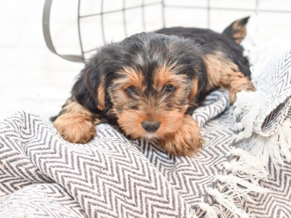 Yorkshire Terrier-DOG-Female-BLK TAN-35036-Petland Novi, Michigan