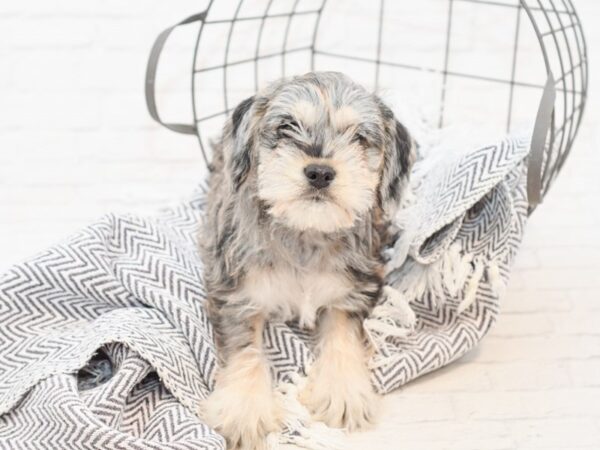 Cocker / Schnauzer DOG Female blue merle 35038 Petland Novi, Michigan