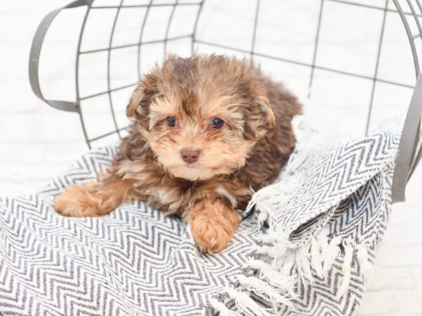 Yorkie Poo-DOG-Female-CHOC-35039-Petland Novi, Michigan