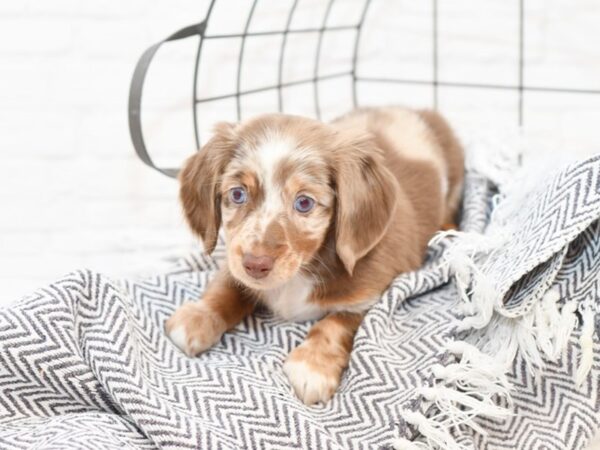 Dachshund-DOG-Female-CHOC DAPPLE-35040-Petland Novi, Michigan