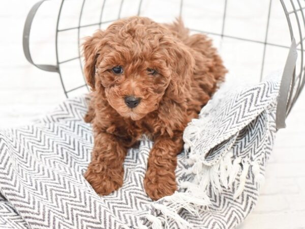 Miniature Poodle-DOG-Female-RED-35041-Petland Novi, Michigan