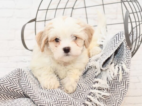 Teddy Bear-DOG-Male-BROWN WHITE-35042-Petland Novi, Michigan