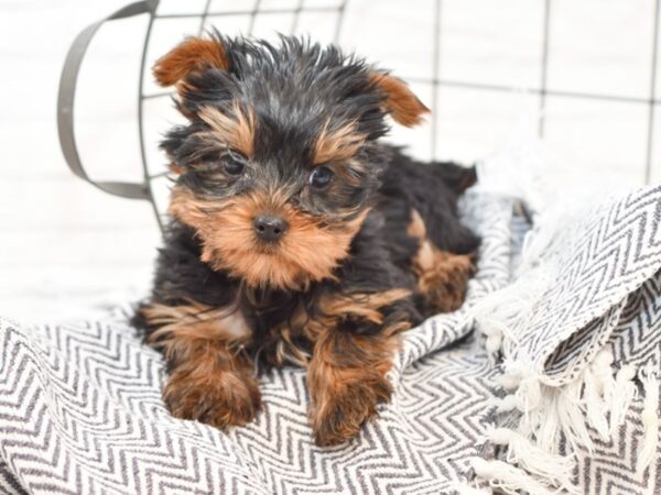 Yorkie Poo DOG Male BLK TAN 35043 Petland Novi, Michigan