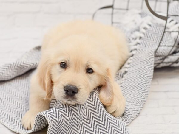 Golden Retriever-DOG-Male-Light Golden-35044-Petland Novi, Michigan