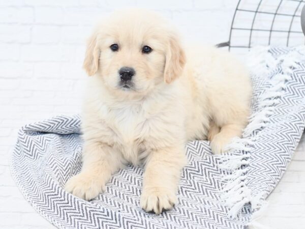 Golden Retriever-DOG-Female-Light Golden-35045-Petland Novi, Michigan