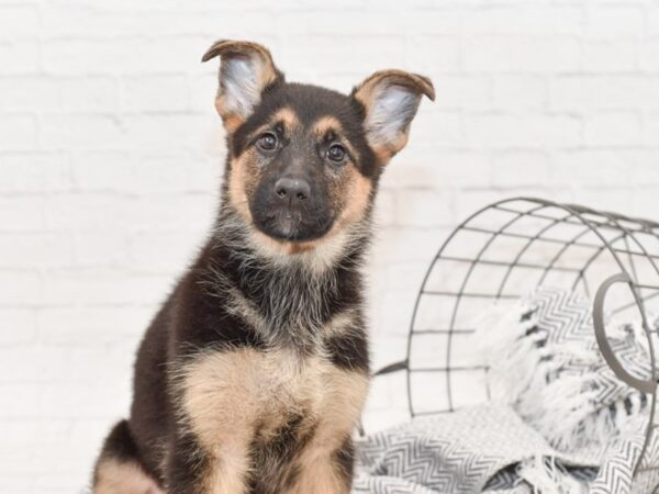 German Shepherd DOG Female Black & Red 35046 Petland Novi, Michigan