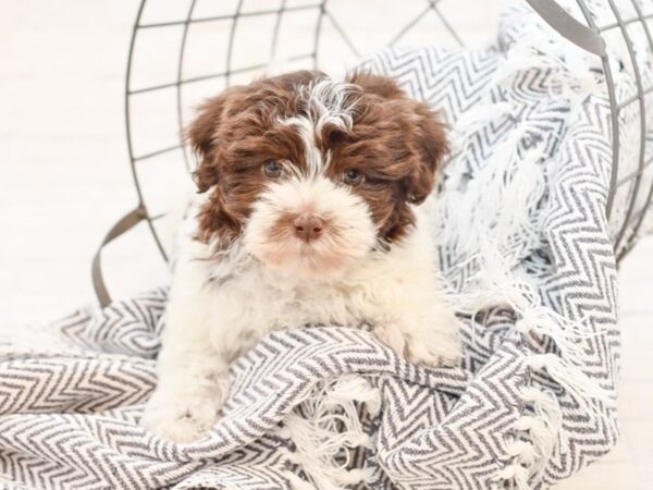 Havanese DOG Male Chocolate & White 35047 Petland Novi, Michigan