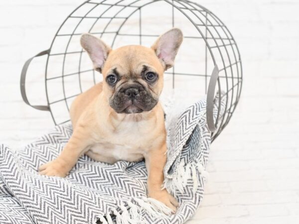 French Bulldog-DOG-Female-Fawn w/Blk Mask-35048-Petland Novi, Michigan
