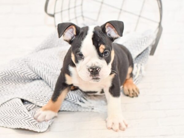 English Bulldog DOG Male Black & White Tri 35049 Petland Novi, Michigan