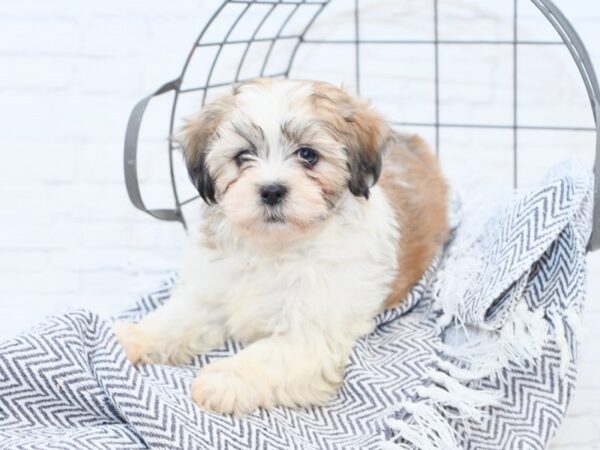 Teddy Bear-DOG-Female-Brown & White-35050-Petland Novi, Michigan