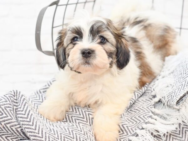 Teddy Bear-DOG-Female-Brown & White-35051-Petland Novi, Michigan