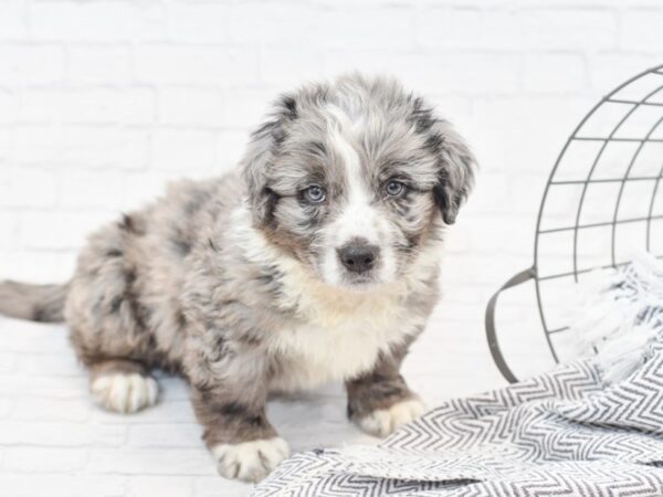 Mini Bernadoodle-DOG-Male-Blue Merle-35052-Petland Novi, Michigan