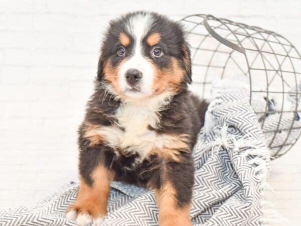 Bernese Mountain Dog DOG Female Tri 35053 Petland Novi, Michigan