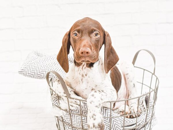 German Shorthaired Pointer-DOG-Male-White / Liver-35028-Petland Novi, Michigan