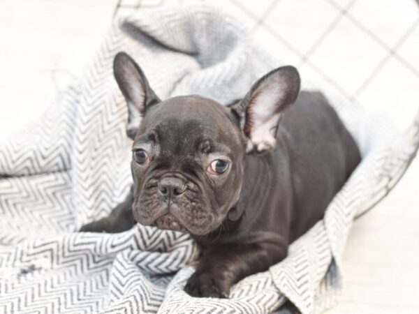 French Bulldog-DOG-Male-Black-35029-Petland Novi, Michigan