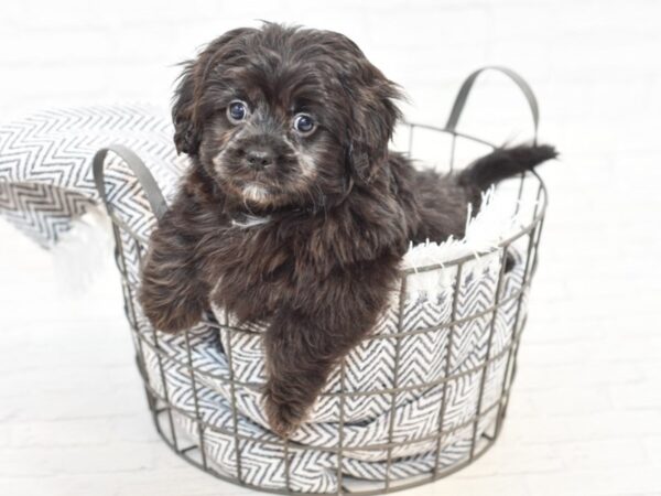 Pekapoo-DOG-Male-Black-35032-Petland Novi, Michigan