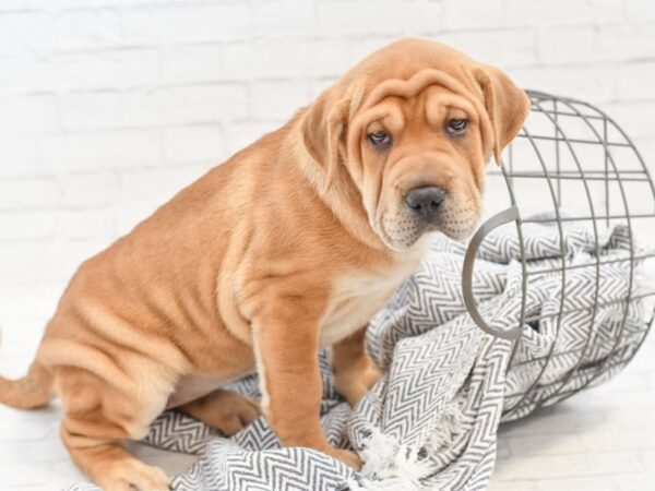 Mini Walrus DOG Female Red 35054 Petland Novi, Michigan