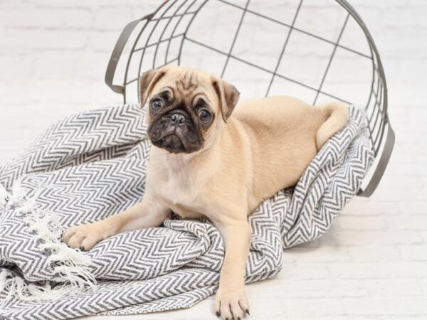 Pug-DOG-Female-Fawn-35055-Petland Novi, Michigan