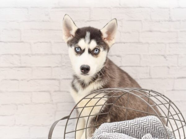 Siberian Husky DOG Female Black / White 35058 Petland Novi, Michigan