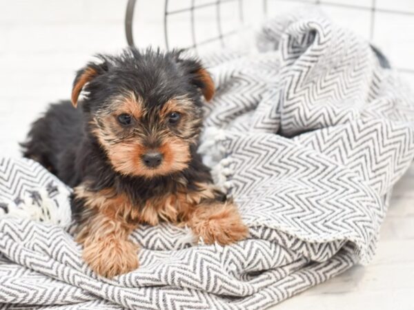 Yorkshire Terrier-DOG-Female-Black / Tan-35059-Petland Novi, Michigan