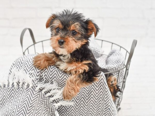 Yorkshire Terrier-DOG-Female-Black / Tan-35060-Petland Novi, Michigan