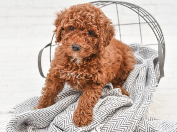 Moyen Poodle DOG Female Red 35061 Petland Novi, Michigan