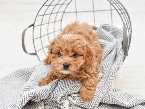 Cavapoo-DOG-Male-RED-35063-Petland Novi, Michigan