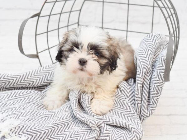 Teddy Bear-DOG-Female-BROWN WHITE-35064-Petland Novi, Michigan