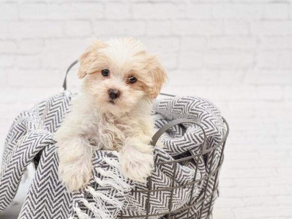 Shih Poo DOG Male tan White 35065 Petland Novi, Michigan