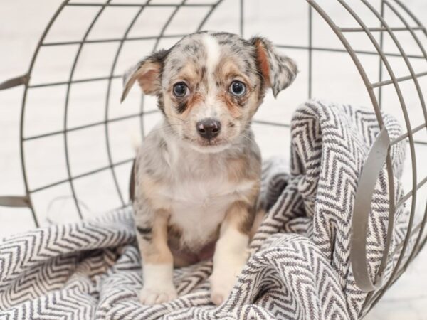 Chihuahua DOG Male BLUE MERLE 35066 Petland Novi, Michigan