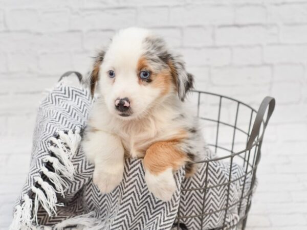 Miniature Australian Shepherd DOG Female BLUE MERLE 35062 Petland Novi, Michigan